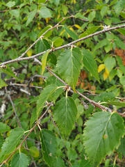 Betula lanata