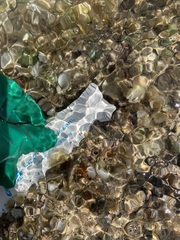 Thylacodes variabilis