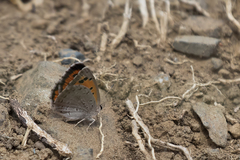 Lycaena clarki