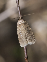 Agonopterix heracliana