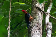 Campephilus rubricollis