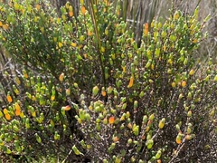 Tecticornia arbuscula