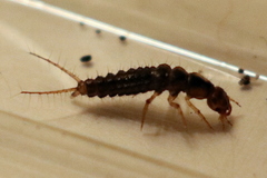 Nebriinae