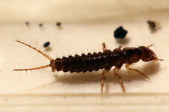 Nebriinae