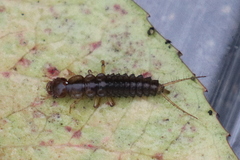 Nebriinae