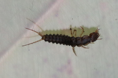 Nebriinae