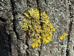 Xanthoria parietina