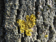 Xanthoria parietina