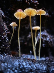Mycena oregonensis
