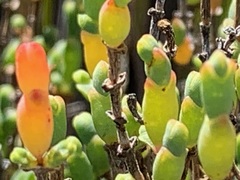 Tecticornia arbuscula