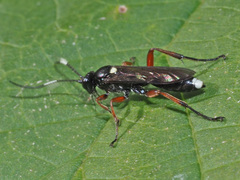 Vulgichneumon saturatorius
