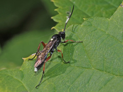 Vulgichneumon saturatorius