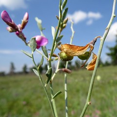 Corethrodendron fruticosum