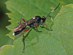 Vulgichneumon saturatorius