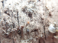 Steatoda lepida