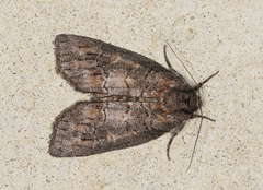 Discophlebia celaena