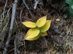 Streptopus streptopoides