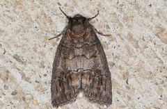 Discophlebia celaena
