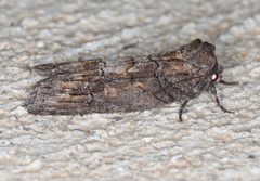 Discophlebia celaena