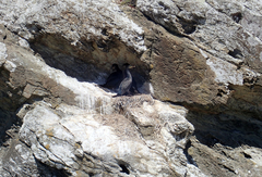 Phalacrocorax featherstoni