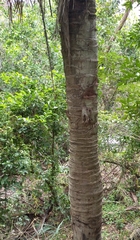 Attalea butyracea