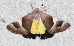 Niceteria macrocosma