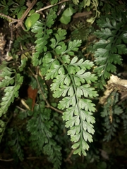 Asplenium cimmeriorum