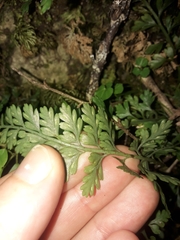 Asplenium cimmeriorum