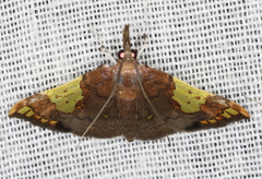 Atelocentra chloraspis