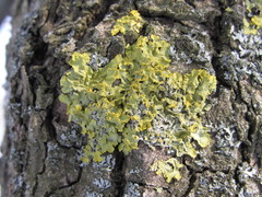 Xanthoria parietina