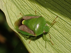 Plautia affinis