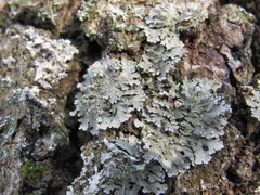 Physconia enteroxantha