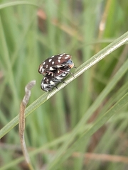 Diphucrania duodecimmaculata