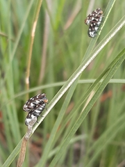 Diphucrania duodecimmaculata