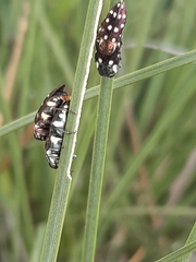 Diphucrania duodecimmaculata