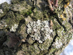 Physconia enteroxantha