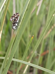 Diphucrania duodecimmaculata