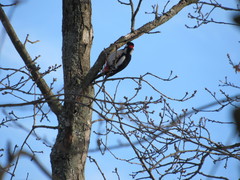 Dendrocopos major