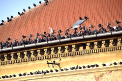 Columba livia domestica