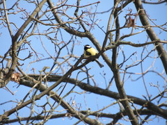 Parus major