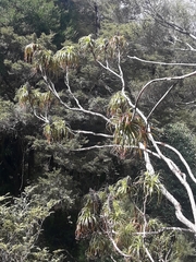 Dracophyllum elegantissimum