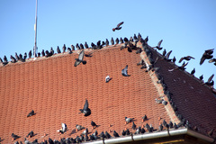 Columba livia domestica