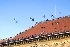 Columba livia domestica