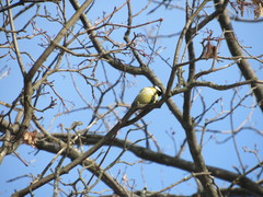 Parus major