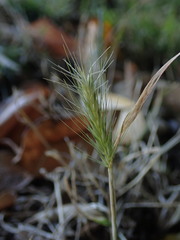 Hordeum murinum murinum