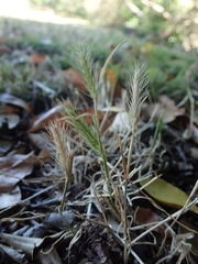 Hordeum murinum murinum