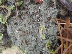 Fuscopannaria subimmixta