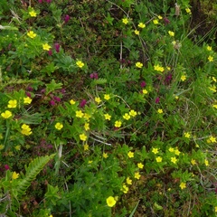Lysimachia azorica