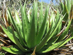 Agave angustiarum
