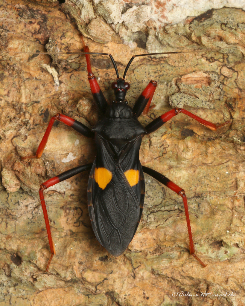 Reduviinae